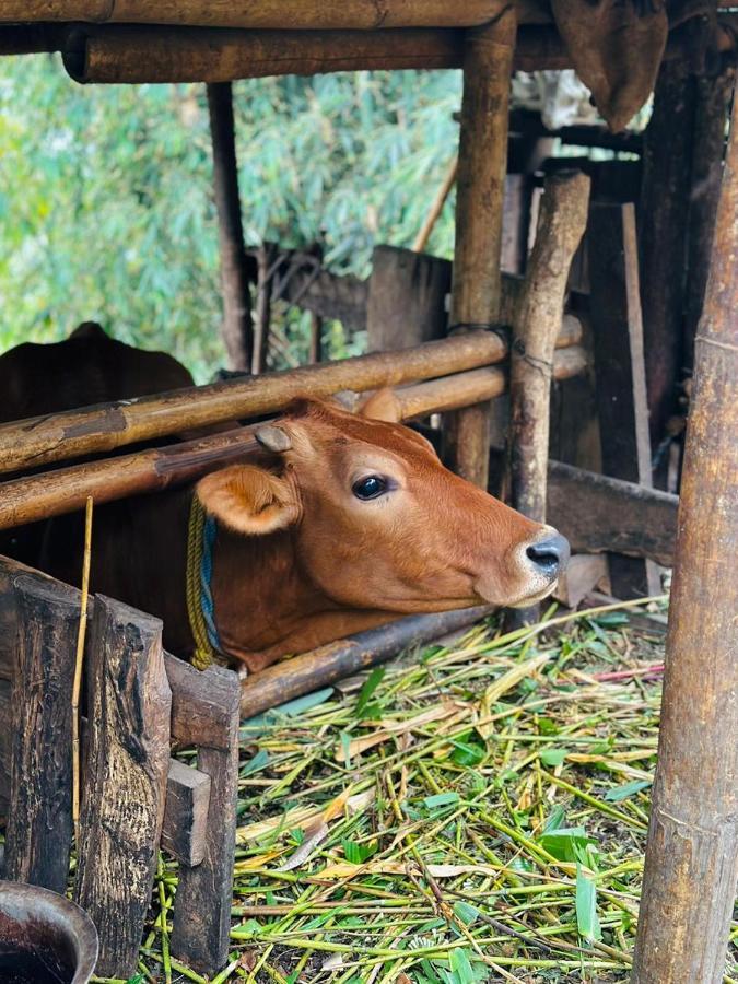 Eviana Homestay ダージリン エクステリア 写真